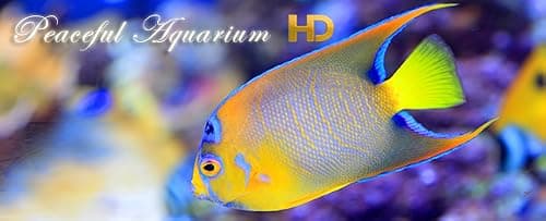 Peaceful Aquarium HD