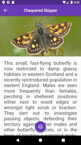 Butterfly Collection BN