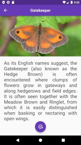 Butterfly Collection BN