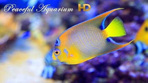 Peaceful Aquarium HD