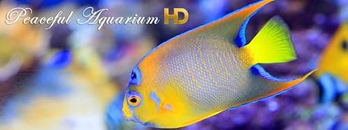 Peaceful Aquarium HD