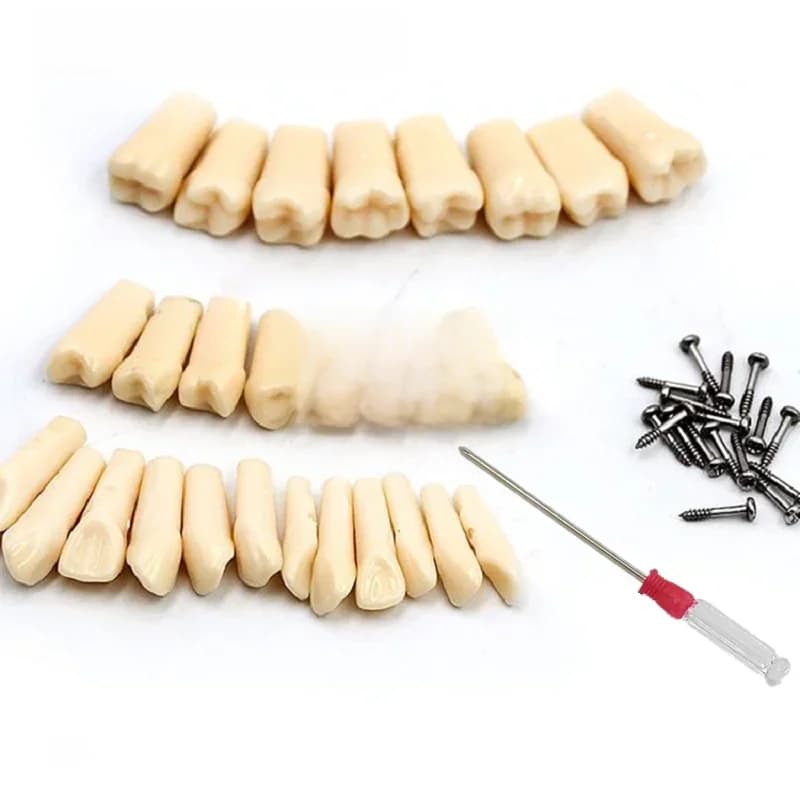 28/32pc modèle de dents dentaires pour la préparation de la pratique du technicien dentaire dent amovible compatible modèle de formation en dentisterie Nissin