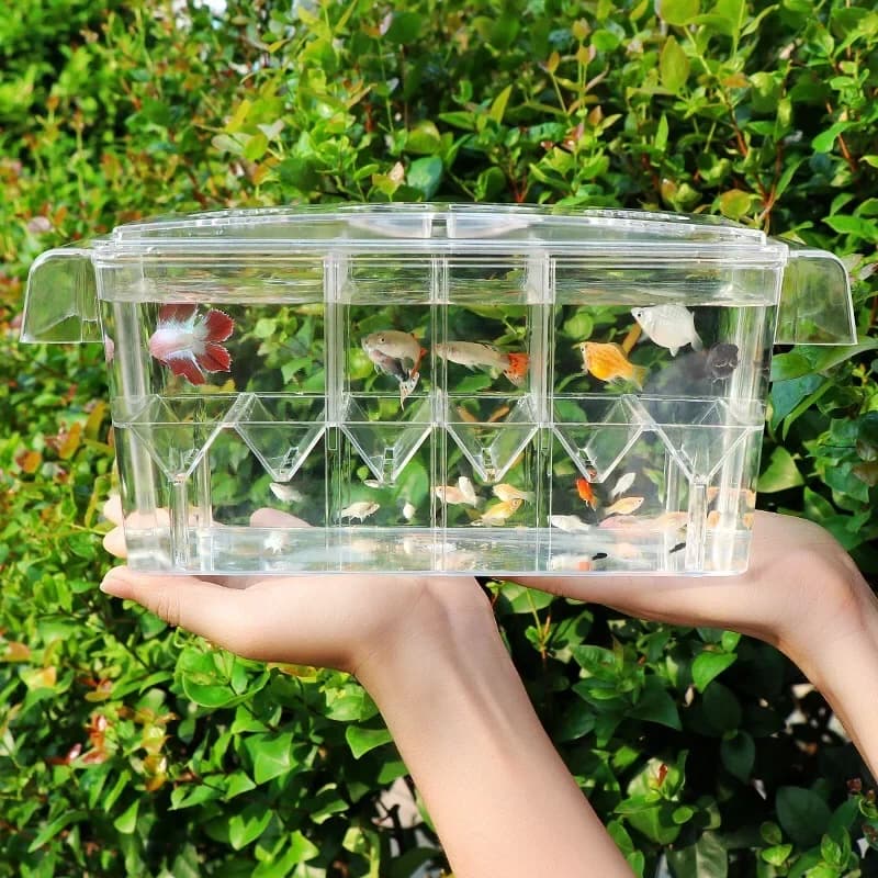 Boîte d'élevage de poissons haute transparence, boîte d'élevage d'aquarium en acrylique, incubateur d'éclosion à double gupMED, isolation, 4 pièces