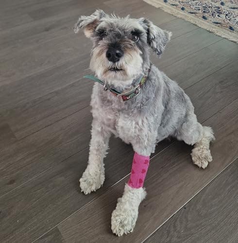 PintoMed - Bandage Cohésif - Rose avec Coeurs Rouge Love - 6 Rouleaux X 7,5 cm X 4,5 m Autoadhésif, Sports Bande, Premiers Secours Adhésif, Vet Wrap