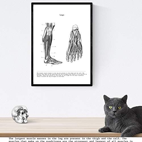 Nacnic Ensemble de 3 affiches d'anatomie en noir et blanc avec des images du corps humain. Pack de fiches sur la biologie avec Bras, Jambe et Dos. Format A4. Sans cadre.