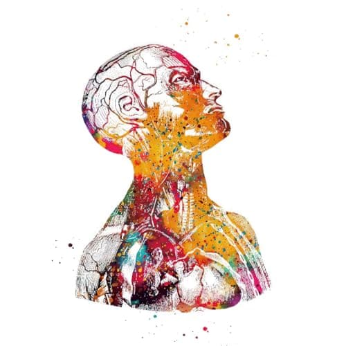 Lot de 3 posters d'anatomie - Motif cœur et cerveau - Poster d'anatomie humaine - Pour hôpital - Art mural - Sans cadre - B, 50 x 70 cm x 3