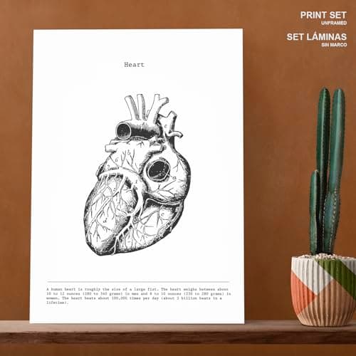 Nacnic Ensemble de 3 Affiches d'anatomie en Noir et Blanc avec des Images du Corps Humain. Pack de fiches sur la biologie avec Cœur, Cerveau et Poumons. Format A3. sans Cadre.