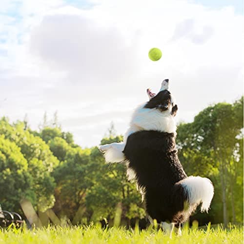 Magicorange Lot de 12 balles de Tennis d'entraînement avancées pour Chien avec Sac en Maille pour Un Transport Facile, idéal pour Les débutants (Jaune)