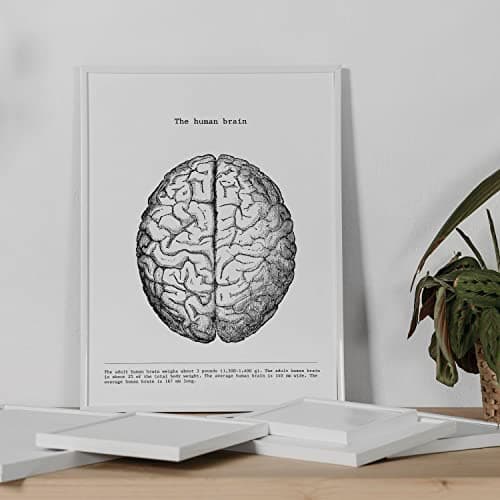 Nacnic Ensemble de 3 Affiches d'anatomie en Noir et Blanc avec des Images du Corps Humain. Pack de fiches sur la biologie avec Cœur, Cerveau et Poumons. Format A3. sans Cadre.