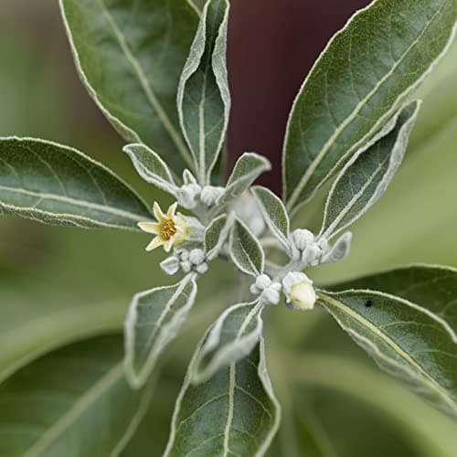 Gélules d'ashwagandha bio 400 pièces | Recharge | poudre d'ashwagandha finement moulue sous forme de gélules | qualité biologique certifiée | rôle important dans l'ayurvéda indien | vom Achterhof