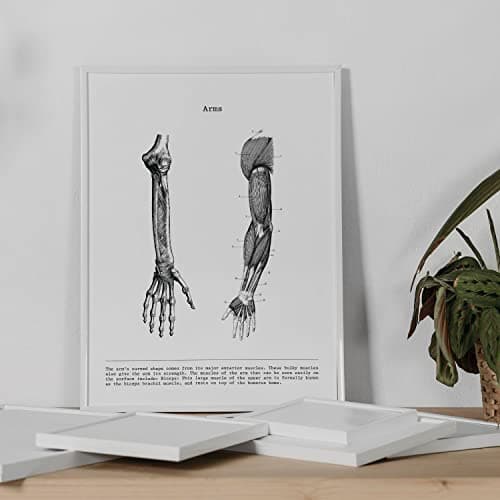 Nacnic Ensemble de 3 affiches d'anatomie en noir et blanc avec des images du corps humain. Pack de fiches sur la biologie avec Bras, Jambe et Dos. Format A4. Sans cadre.