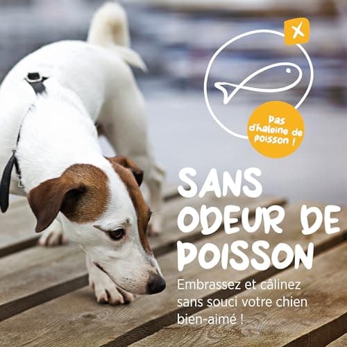 maxxipaws | maxxiomega | Huile Oméga Avancée pour Chiens | pour Une Peau Saine et Un Pelage Brillant | Pompe Facile à Utiliser | Oméga 3, 6 et 9 Plus Vitamines et Biotine | 296 ML