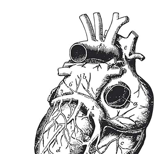 Nacnic Ensemble de 3 Affiches d'anatomie en Noir et Blanc avec des Images du Corps Humain. Pack de fiches sur la biologie avec Cœur, Cerveau et Poumons. Format A3. sans Cadre.