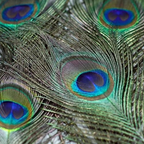 Lithyc Paquet de 30 PièCes Plume de Paon-Plumes-Plumes de Paon- Plumes de Paon Naturelles - Plumes de Paon (25-30 Cm) pour Vase Craft Home Party DéCoration de NoëL