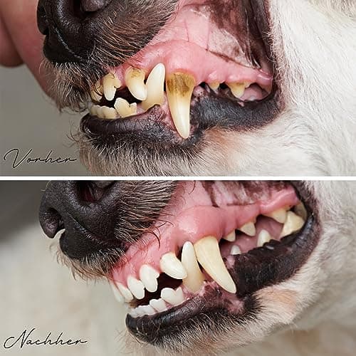 ReaVET DentaVital Soin Dentaire Chien & Chat 80g - détartrant Chien, remède Contre Le tartre Chien, Mauvaise haleine Chien Chat, Contre la Mauvaise haleine chez Le Chien