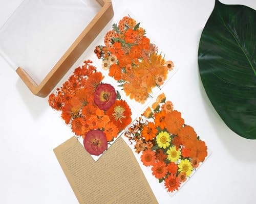 YouthBro 144PCS Fleurs Séchées Pressées Orange pour Pésine Vraie Nature Fleurs de Marguerite pour Bijoux Savon Vase Carte Scrapbook Art Décors