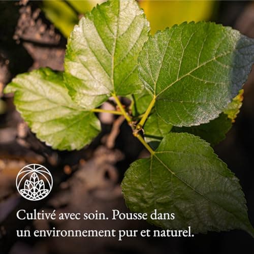 Tisane de feuilles de mûrier Monte Nativo (300 g) - 100% pur et naturel, sans additifs - Feuilles de mûrier comme tisane ou cadeau de thé - Tisane aromatique - Thé aux fruits - Thé Chaud ou Thé glacé