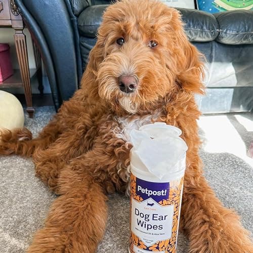 Petpost | Lingettes nettoyantes pour oreilles de chien – Tampons en coton ultra doux XL dans une solution d'huile de noix de coco et d'aloès – Remède pour le rinçage et le nettoyant d'oreille de chien