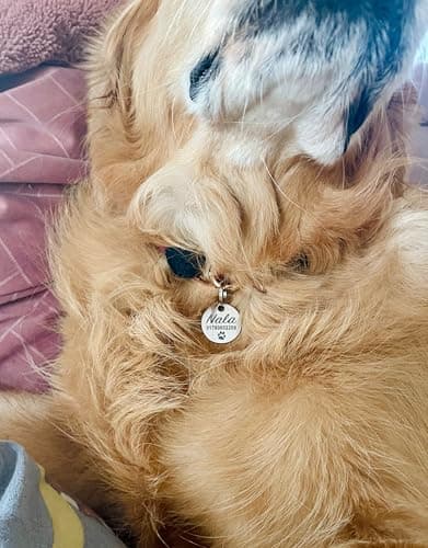 Médaille chien gravée personnalisée | nom, numéro de téléphone, écriture manuscrite, patte, cœur, les deux côtés | Étiquette de chien et chat en acier inoxydable de, pendentif nom, 23 mm
