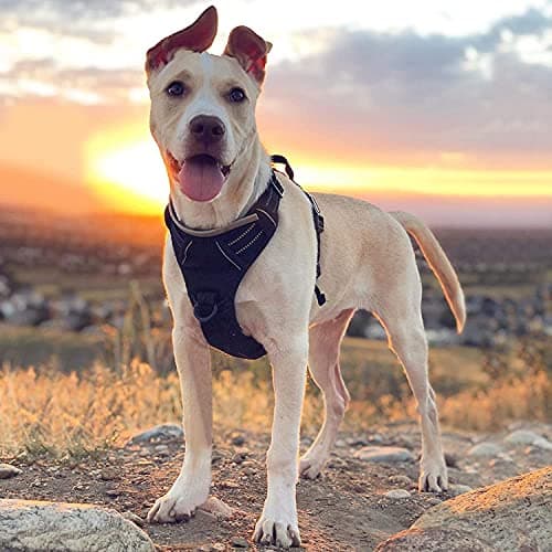 rabbitgoo Harnais Chien Anti Traction, Arnet pour Chien Facile à Mettre Harnais Réfléchissant Réglable avec Attache Devant Harnais pour Chien Moyen, Large, Couleur Noir