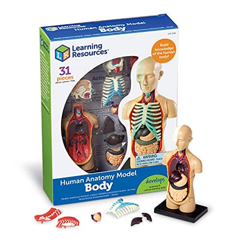 Learning Resources Modèle anatomique - Corps humain