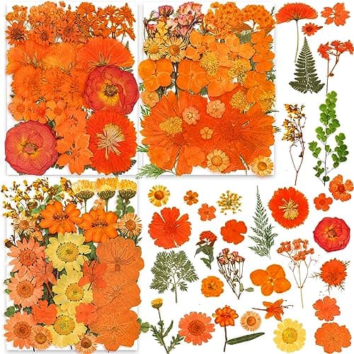 YouthBro 144PCS Fleurs Séchées Pressées Orange pour Pésine Vraie Nature Fleurs de Marguerite pour Bijoux Savon Vase Carte Scrapbook Art Décors