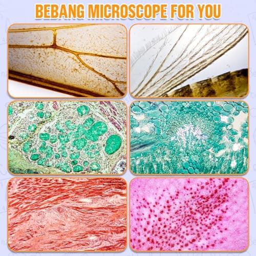 BEBANG Microscope pour Enfants, Mini Microscope 60x-135x, Microscope Portable de Laboratoire avec lumières LED Ajustables, Microscope à Main de Poche et Adultes Observation microbiologique