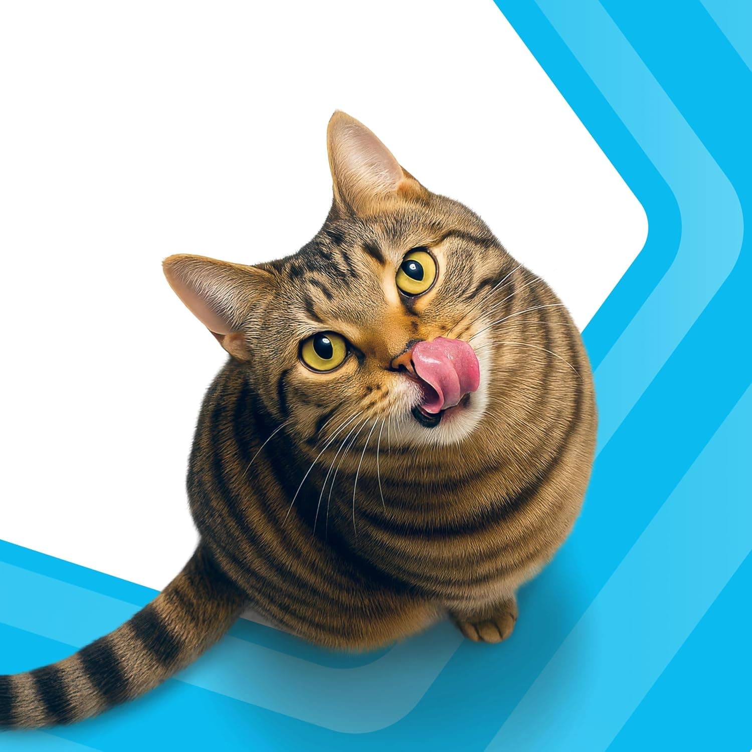 Adult 1+ Croquettes pour Chat 5 x 1,4 kg Bœuf (Pack de 5)